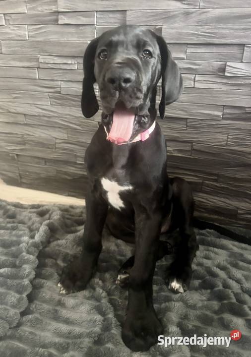 Dog niemiecki Zkwp fci Orneta