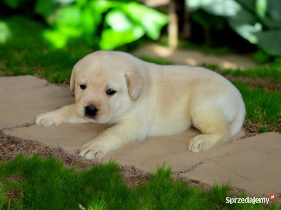 Szczeniaki Labrador Retriever biszkoptowe łódzkie Żelechlinek