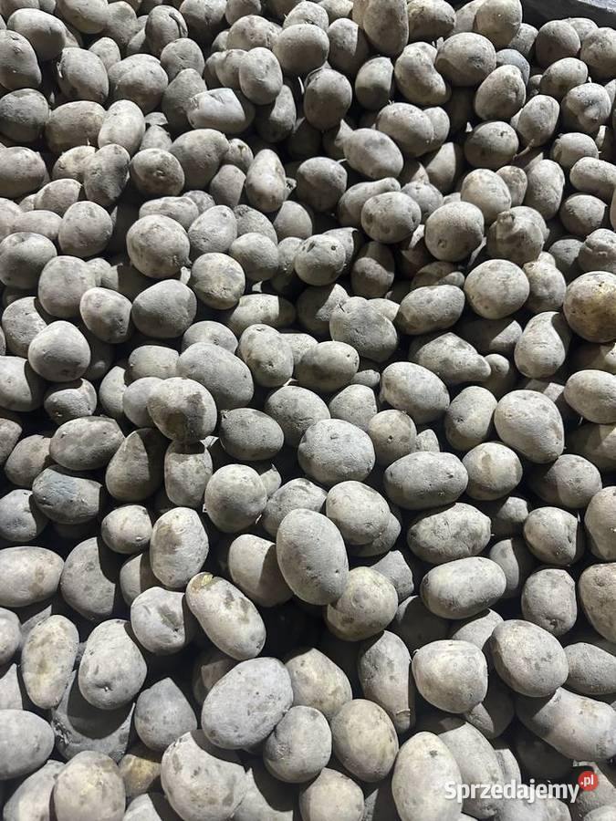 Sprzedam ziemniaki wielkości sadzeniaka wielkopolskie Wilczyn