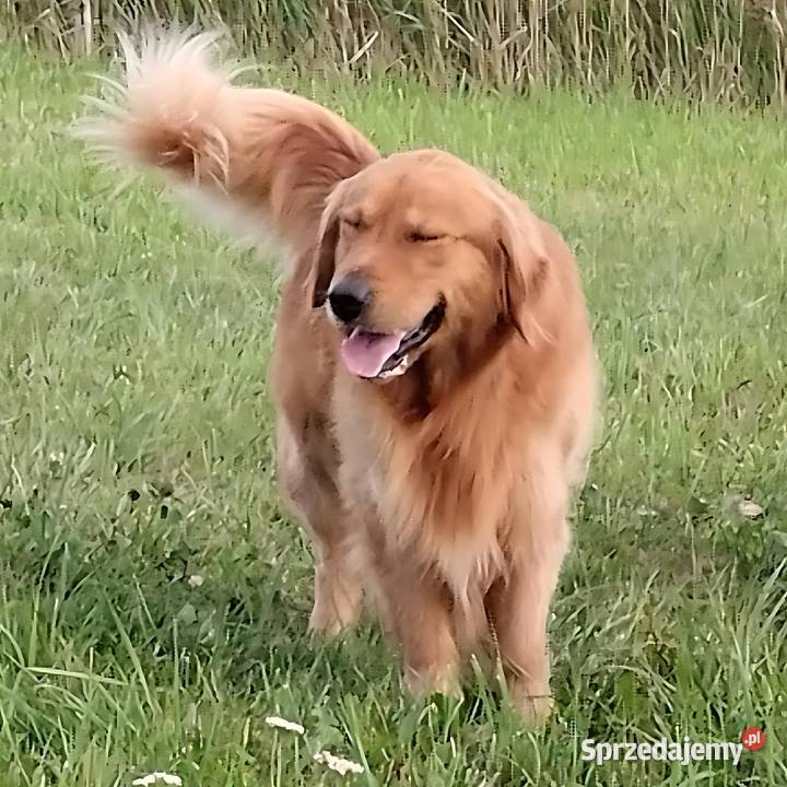 Chłopczyk linii Amerykański Golden Retriever Kędzierzyn-Koźle