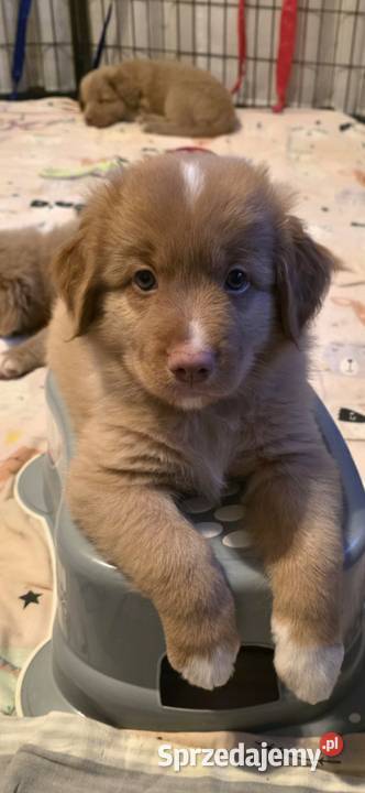 Nova Scotia Duck Tolling Retriever Pozostałe pomorskie Pruszcz Gdański