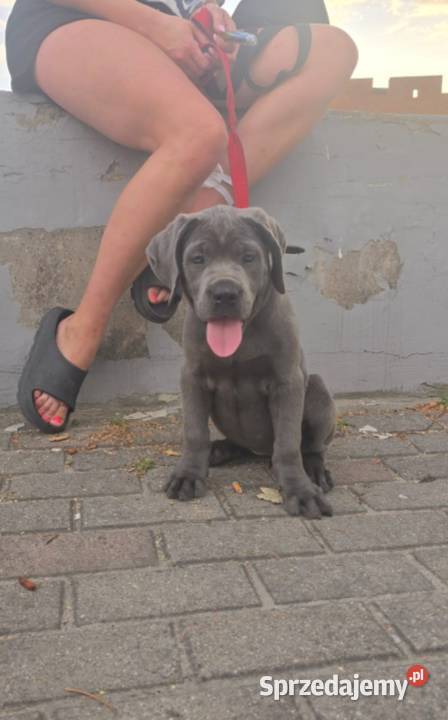 Cane Corso suczka mocno zbudowana opolskie
