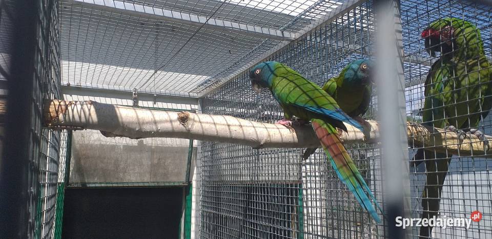 Ara Couloni Górska Dobczyce sprzedam