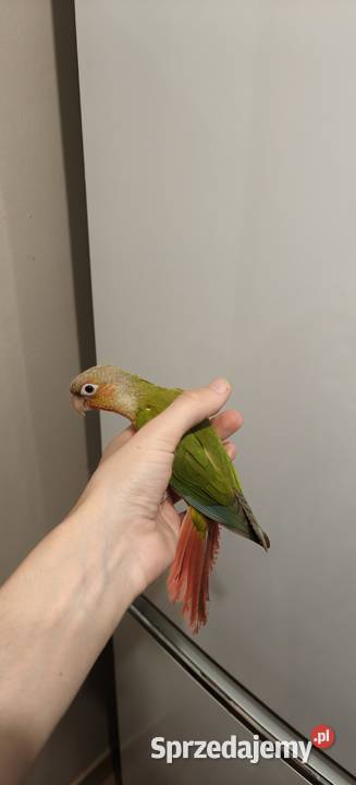 Papugi ręcznie karmione Kraków sprzedam