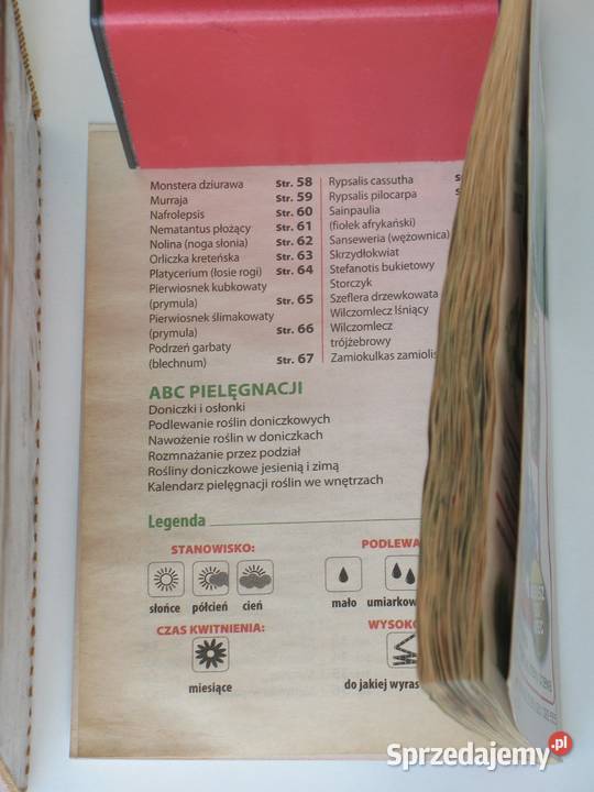 Kwiaty w domu dom i ogród Kraków