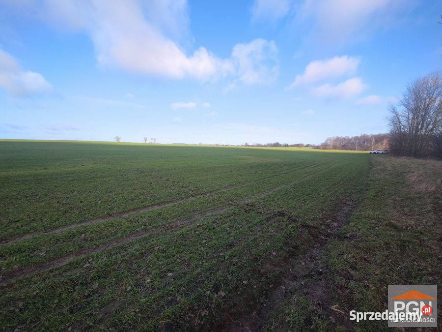 sprzedaży działki 1000m2 Połchowo sprzedam