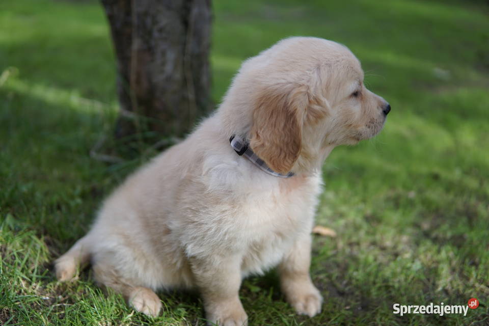 Szczeniak Golden Retriever Rzeszów