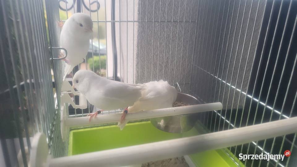 Biale i zolte kanarki Wieliczka