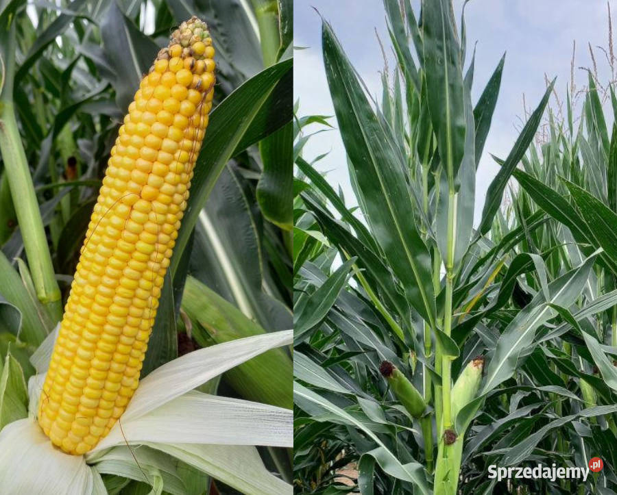 Nasiona kukurydza SY Freyja FAO Rośliny pastewne Tarnów Grodkowski
