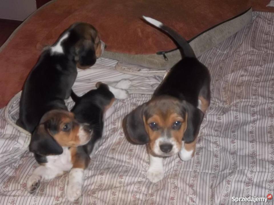 BEAGLE tricolor Jaktorów-Kolonia