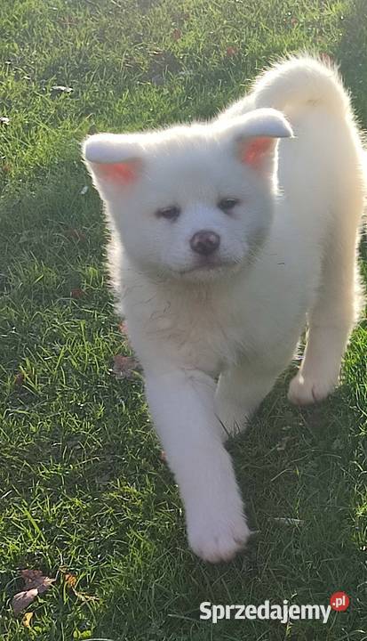 Akita Inu Japońska śliczne szczeniaki Rzeszów