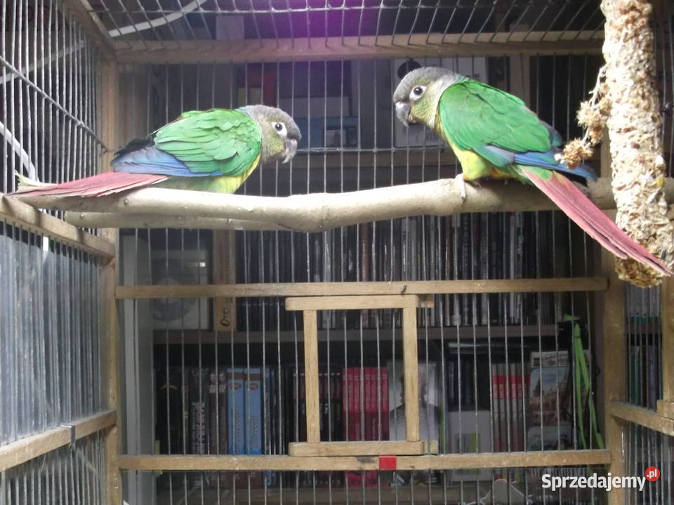 Sprzedam młode Rudosterki zielonolice Kraków
