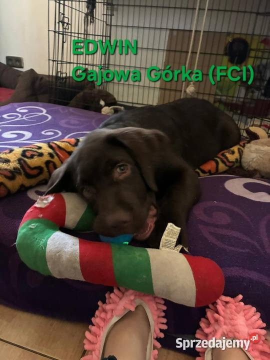 Szczęnieta Labrador Retriever FCI ZkwP oWrocław Gaj Oławski