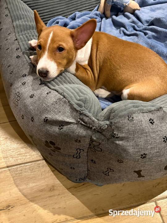 Basenji suczka szczenię Słupsk