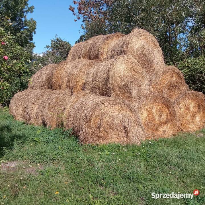 Słoma żytnia Rumunki