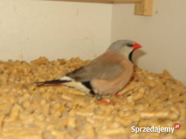 amadyny samce Zwierzęta