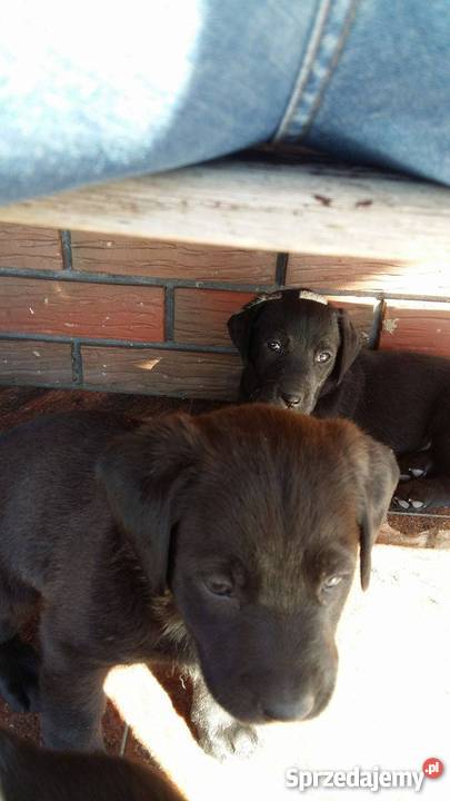 Oddam w ręce lablaorki Błaszki