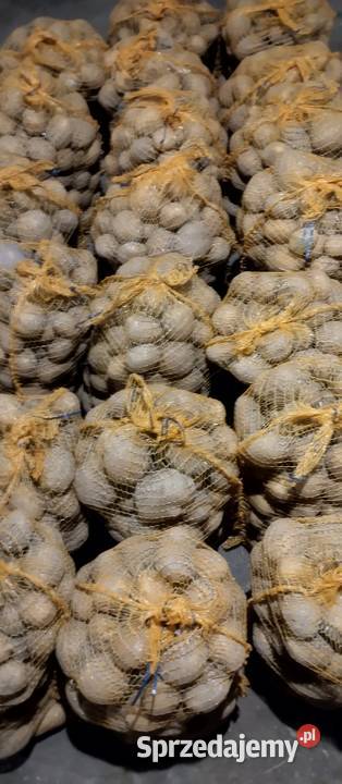 Ziemniaki Bell Rossa vineta cebula czosnek por Chełm