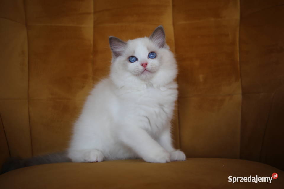 Kocurek Wedel Ragdoll z hodowli Castillo Cat