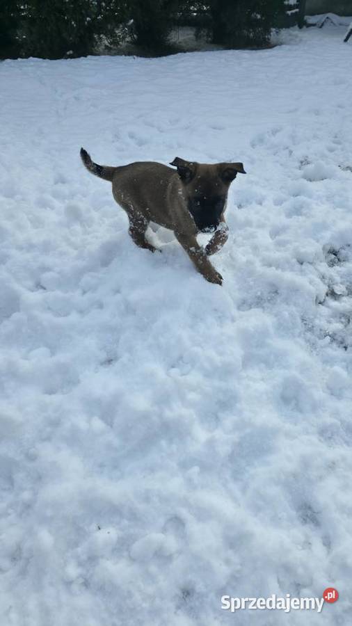 Owczarek belgijski Skierniewice