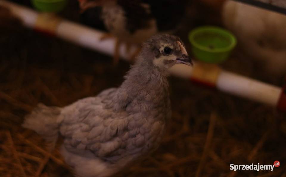 Kury nioski młode min Rosa Greenshell Darkshell śląskie Łaziska sprzedam
