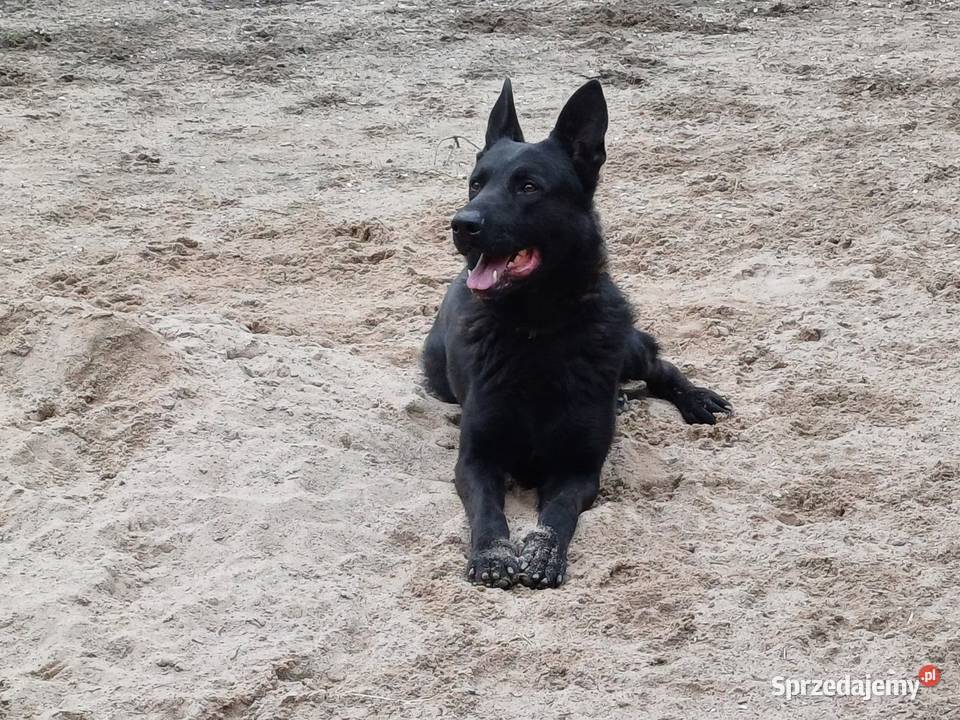 Owczarki belgijskie Kalisz sprzedam