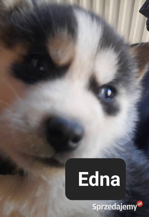 Szczeniaki dostępne mlode Reda