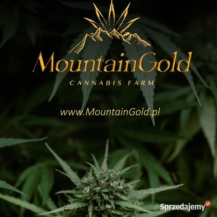 SUSZ CBD 2G SPICY GOLD Bielsko-Biała