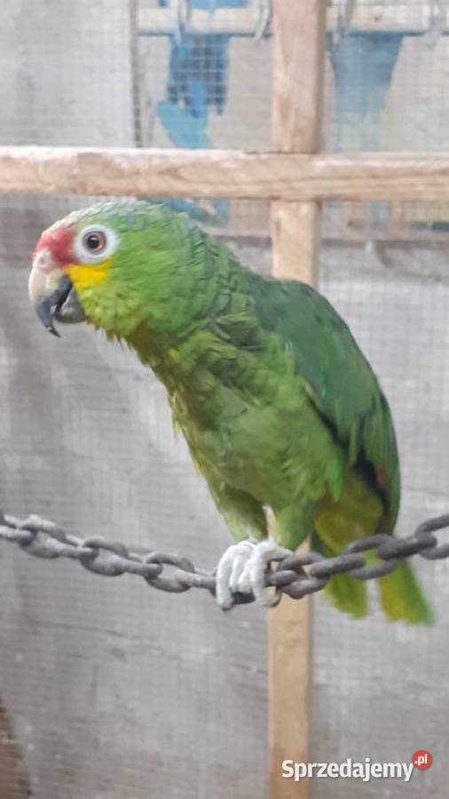 Amazonka modrobrewa para