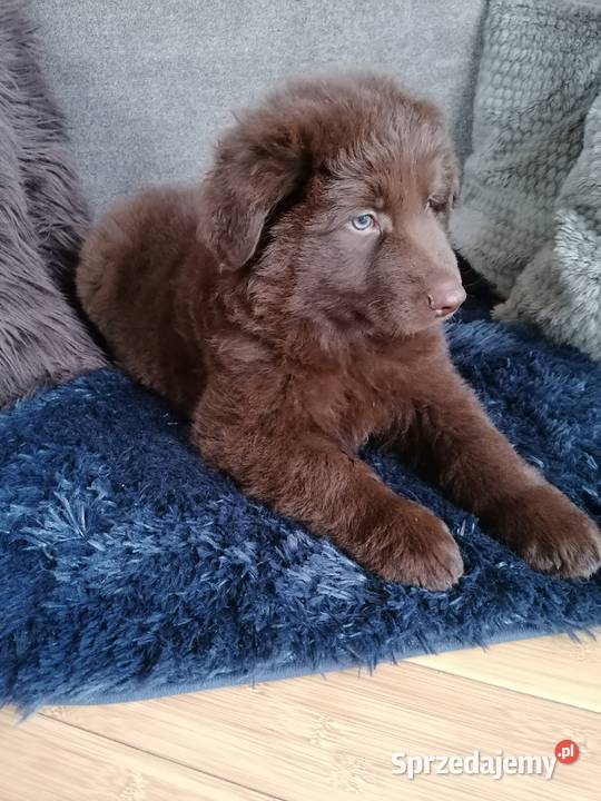 Owczarek niemiecki czekoladowy Świerklany