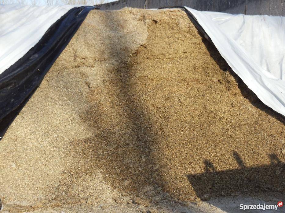 Kiszonka z kukurydzy Sprzedam Rośliny na biomasę zachodniopomorskie Połczyn-Zdrój