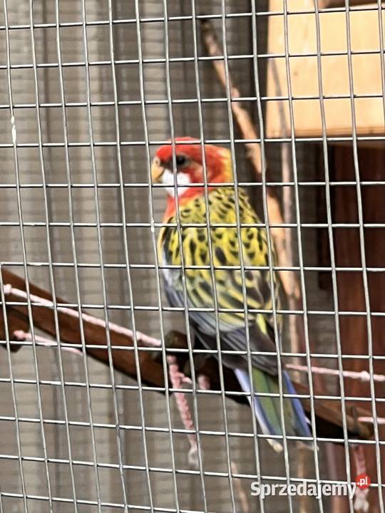 Młoda rozella białolica piękna i zdrowa lubelskie Kraśnik sprzedam
