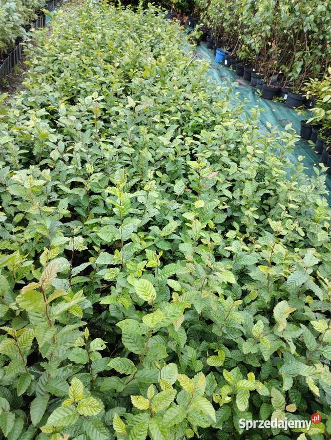 Grab pospolity sadzonki w doniczkach Carpinus Buczków