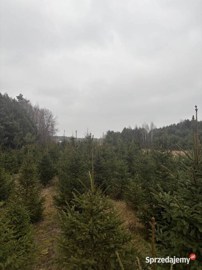 Sprzedam świerk pospolity Łochów