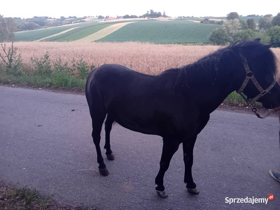 Klacz kucyk 120 małopolskie Żębocin