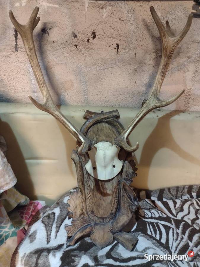 Poroże jelenia Pobiedziska