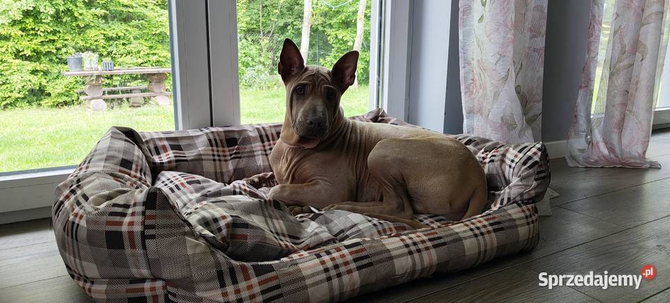 Thai Ridgeback Dog dog thajski małopolskie Tarnów