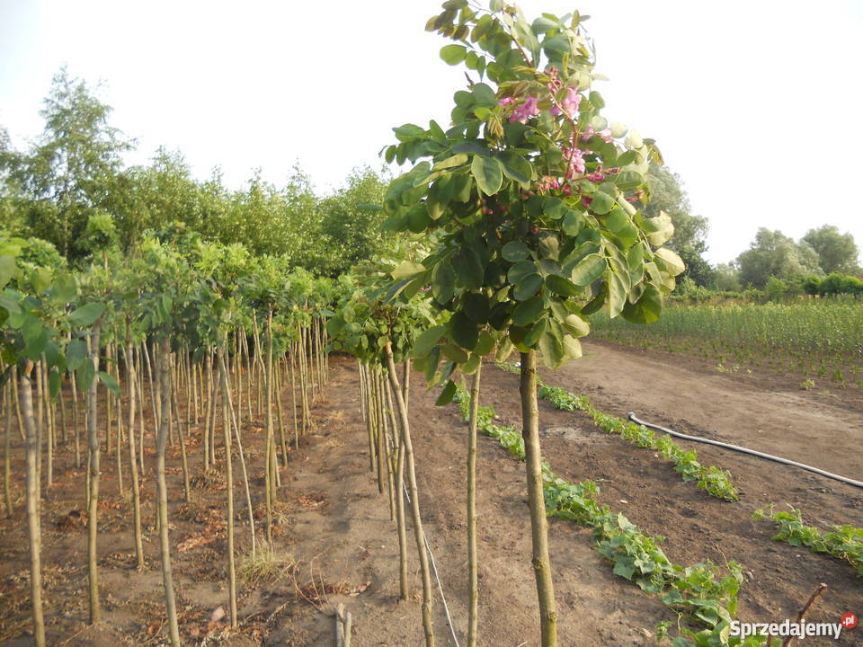 drzewka szczepione akacja klon
