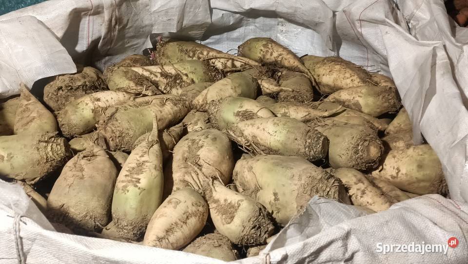 Ładny Burak pastewny biały i żółty Rośliny pastewne małopolskie Charsznica