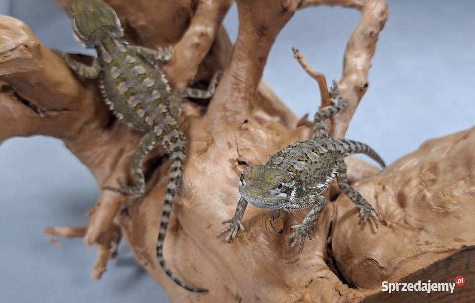 Agama brodata karłowata mazowieckie