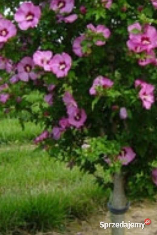 Hibiskus sadzoni podkarpackie Strzyżów