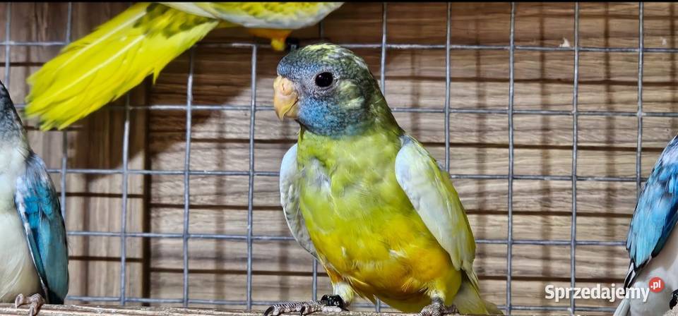 Łąkówki wspaniałe łąkówka papuga Oborniki