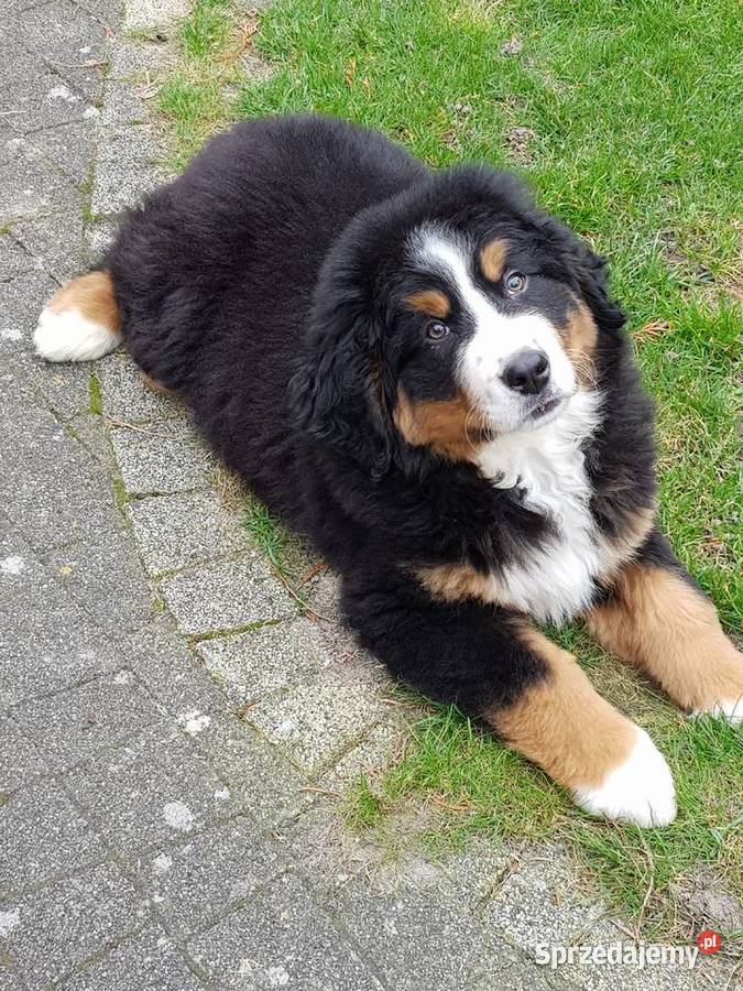Berneński Pies Pasterski już do odbioru Lublin sprzedam