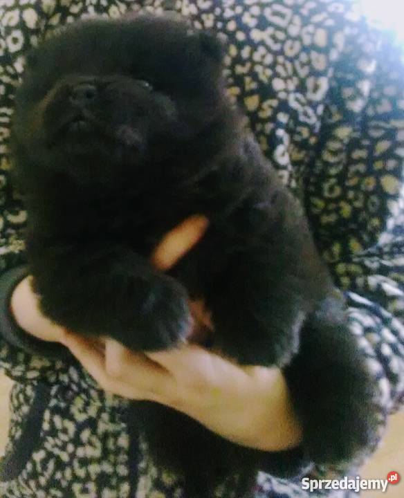 ChowChow szczeniaki sprzedam Konstantynów