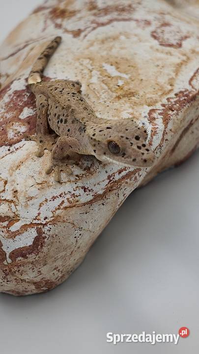 Gekon orzęsiony Red dalmatian 2 kolory kropek Olsztyn