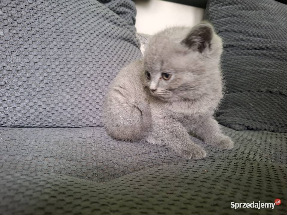 Kotki brytyjskie Koty brytyjskie Paczków