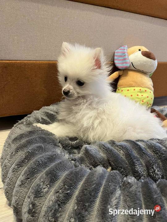 szpic miniaturowy piesek świętokrzyskie