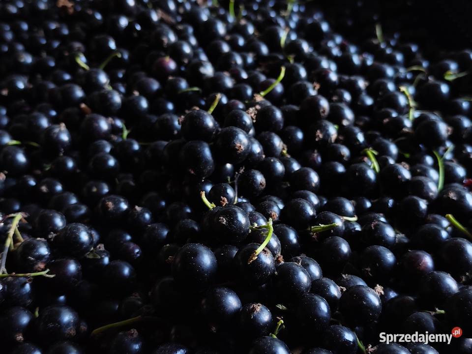 Duża czarna porzeczka ekologiczna Kamionna