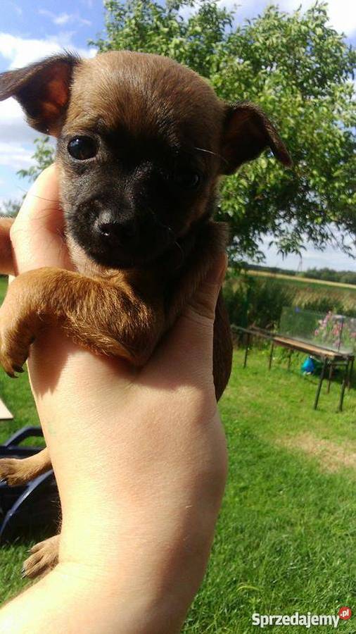 pieski ratlerki sarenka Lorenki