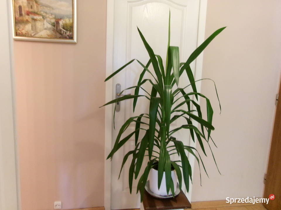 Kwiat doniczkowy Dracena duży 115 Legionowo